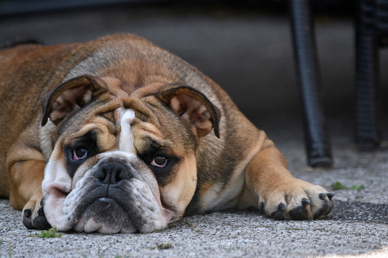 Understanding the Temperament of Popular Dog Breeds